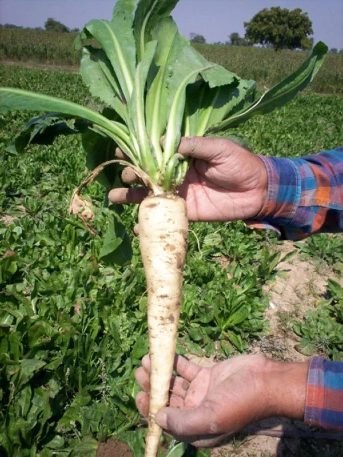 Whole chicory root held in the field — source of Inuluxe inulin