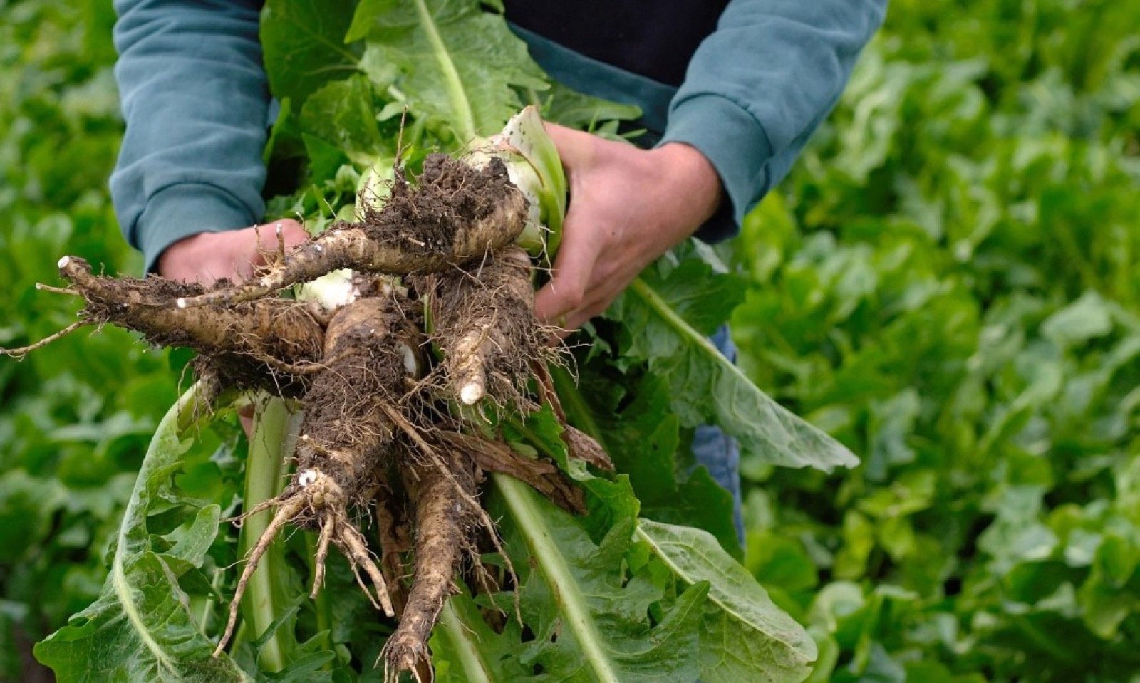 Freshly harvested chicory roots — botanical source of Inuluxe inulin