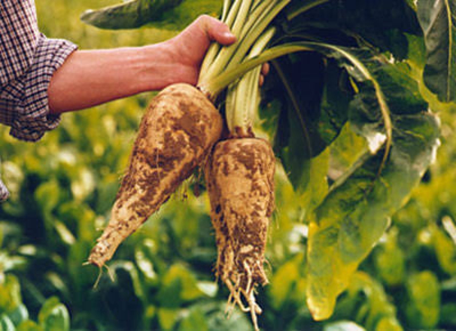 Fresh chicory roots harvested in the field for inulin extraction