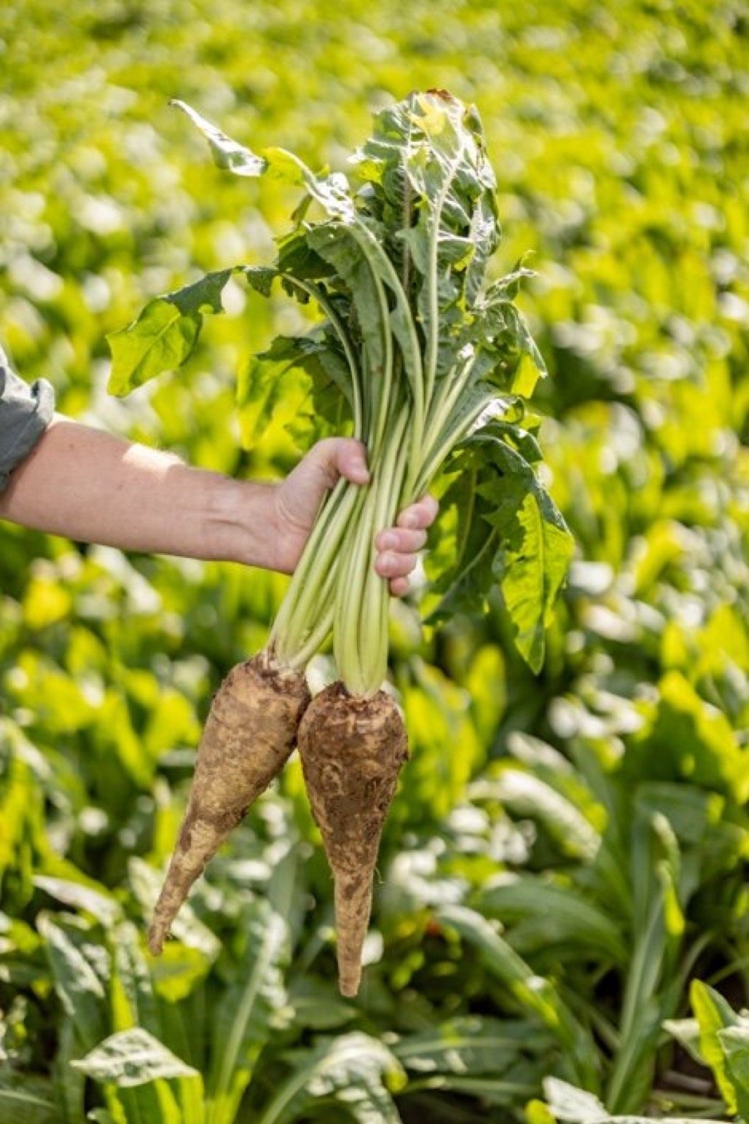 Fresh chicory roots — source of Inuluxe prebiotic fibre