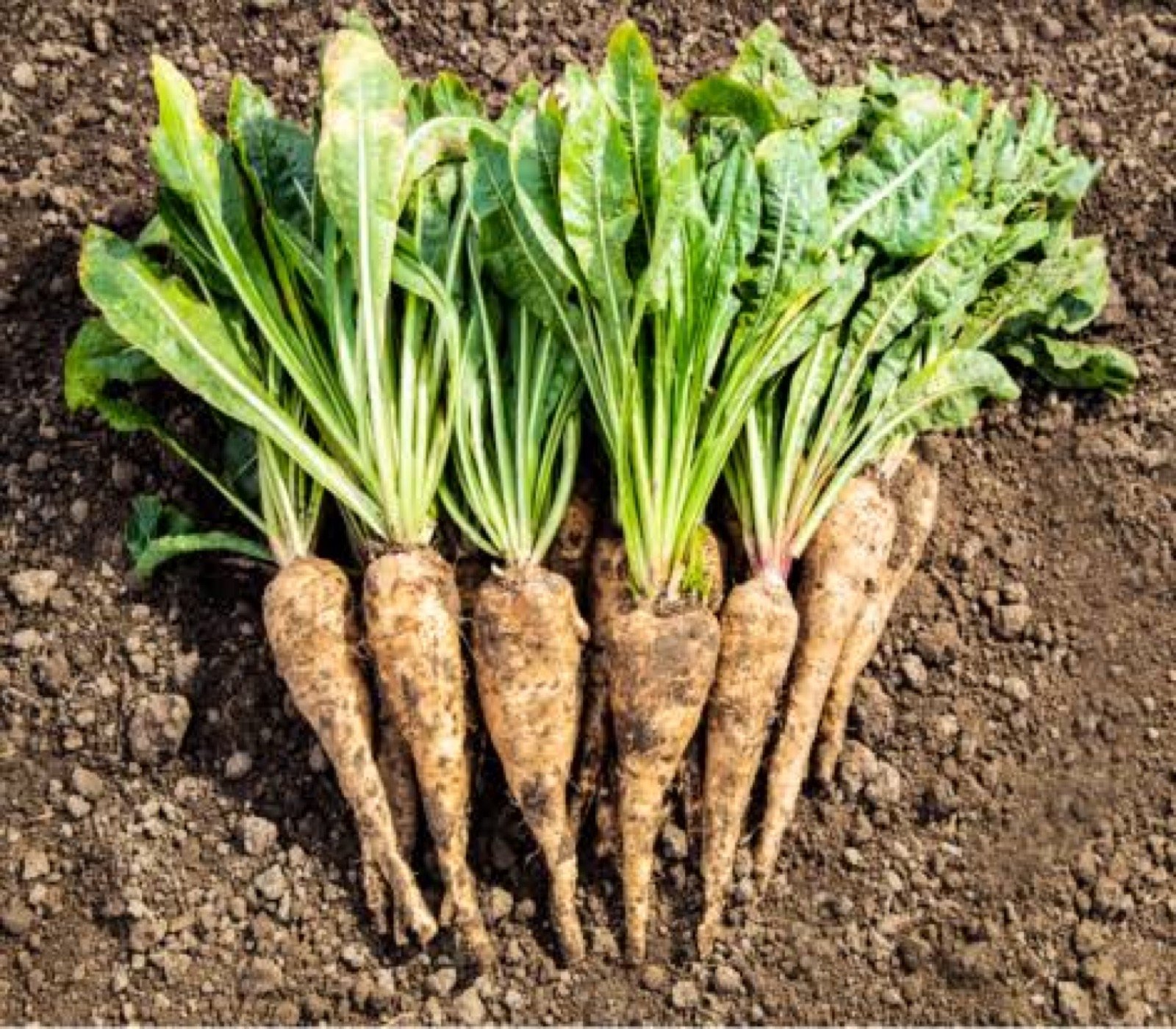 Chicory roots on soil — natural source of Inuluxe inulin
